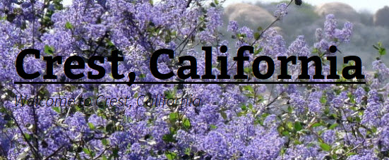 sunbanner.jpg (72122 bytes bytes)